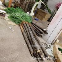 uploads/erp/collection/images/Home Garden/dgjiawang/XU0612736/img_b/XU0612736_img_b_2